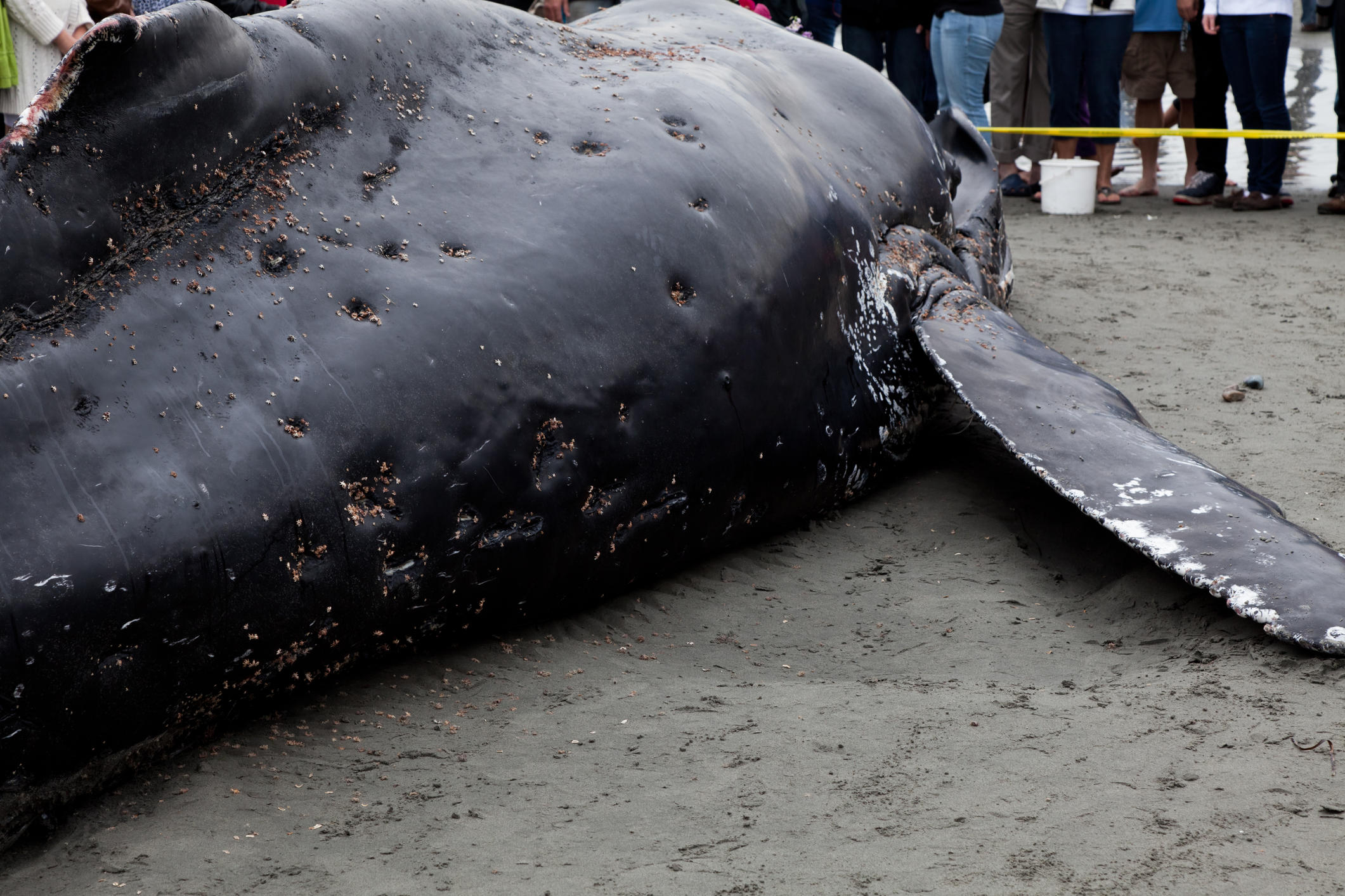 Jersey Shore mayors call for halt of massive off-shore wind farm amid uptick in whale deaths