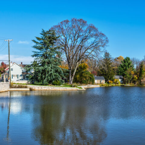 Allentown to host annual daffodil days festival - photo licensed by shore news network.