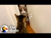 Foster cat who hissed at other cats was just hiding a big secret | the dodo