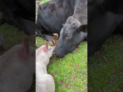 This Cow Is The Best Snuggle Buddy | The Dodo