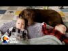 Chocolate lab is the best big sister in the world | the dodo