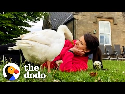 Goose Thinks Woman Is His Wife | The Dodo Soulmates