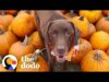 This chocolate lab and his emotional support pumpkin | the dodo