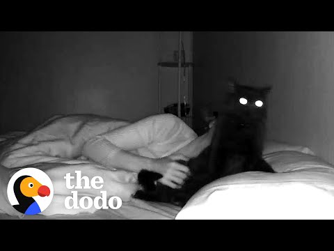 This Cat Plops On His Mom's Pillow Every Night | The Dodo