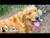 Golden retriever rescued from puppy mill makes her first dog friends | the dodo