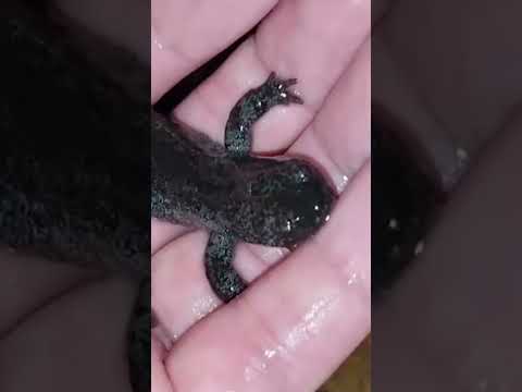 Guy Watches The Eggs He Rescued Grow Up! | The Dodo
