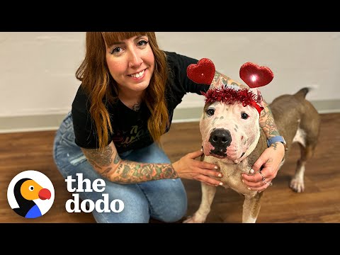 Rescuers Surprise Mama Pittie With A Lady And The Tramp Dinner | The Dodo