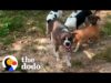 Mama dog with chain on her neck gets rescued with her puppies | the dodo
