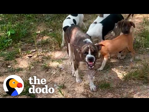 Mama Dog with Chain on Her Neck Gets Rescued With Her Puppies | The Dodo