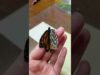 She saved this butterfly with a feather | the dodo