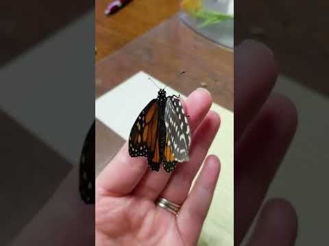 She Saved This Butterfly With A Feather | The Dodo