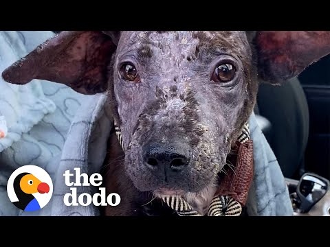 Puppy Who Looks Like Dobby Inspires Woman To Foster Again | The Dodo