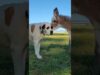 This dog's reaction to this newborn ❤️ | the dodo