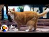 Rescue cat goes to work at a museum with his dad every day | the dodo