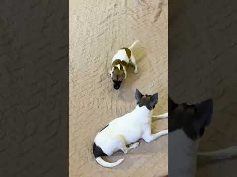 Puppy Born Without Front Legs Brings Life To Senior Dogs | The Dodo