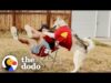 When teaching your 85-pound dog to give hugs goes wrong | the dodo