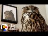 Baby owl goes everywhere with her family | the dodo