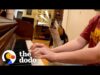 Dog insists his mom plays his favorite song | the dodo