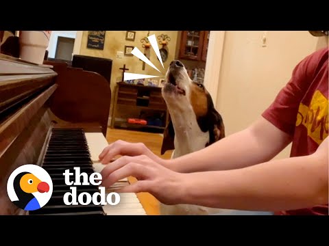 Dog Insists His Mom Plays His Favorite Song | The Dodo