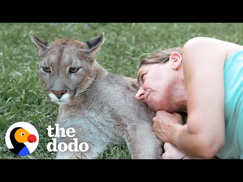 Blind Cougar Was Scared Of Crashing Into Things Until Mom Came To The Rescue | The Dodo
