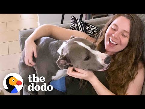 Pittie Is Obsessed With Her Mom’s Pregnant Belly | The Dodo