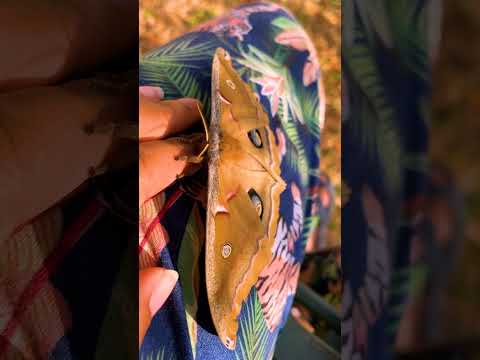 Giant Moth Trusts Her Rescuer | The Dodo