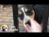 Growling street puppy falls in love with the person she didn’t trust | the dodo