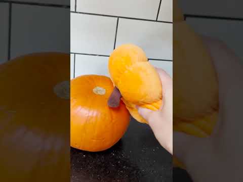 The Emotional Support Pumpkin Becomes A Plushie | The Dodo
