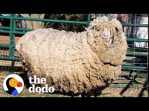 This Sheep Lost 30 Pounds of Wool And Can't Stop Hopping Around | The Dodo