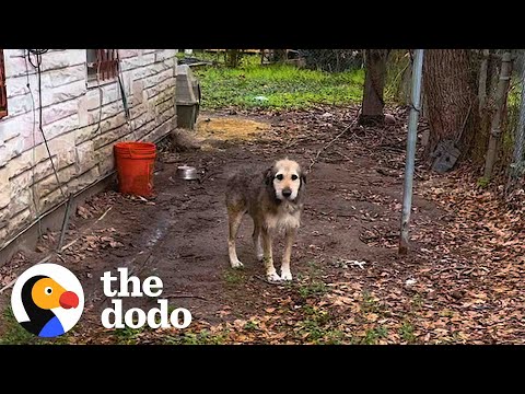 This Dog Had Been In Chains For 5 Years | The Dodo
