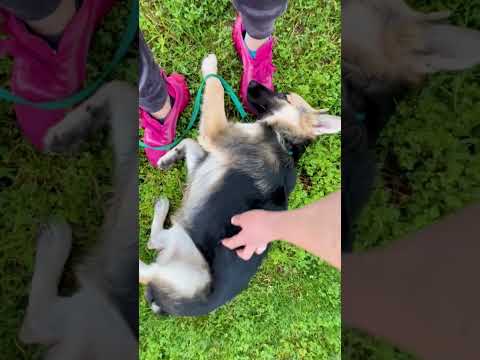 Rescuing The Most Scared Baby German Shepherd | The Dodo