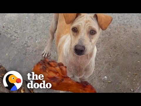 Mamas Will Do Anything For Their Babies | The Dodo