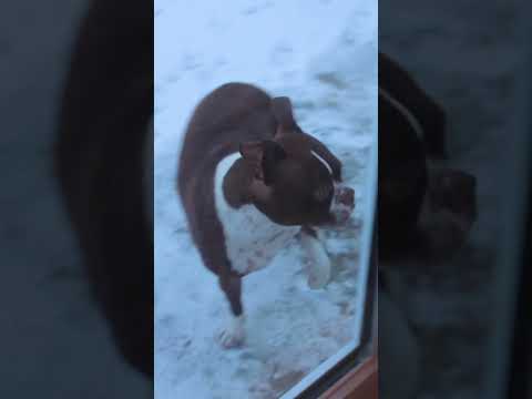 This Pup Is SO Obsessed With His Pool | The Dodo