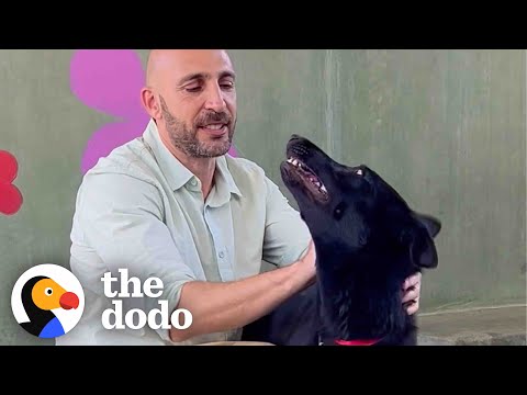 Photographer Dedicates His Life To Help Dogs Get Adopted | The Dodo