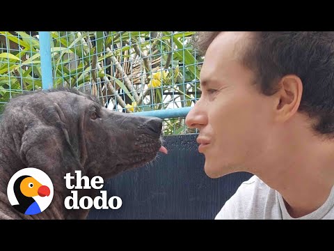 This Dog Is Unrecognizable Now | The Dodo