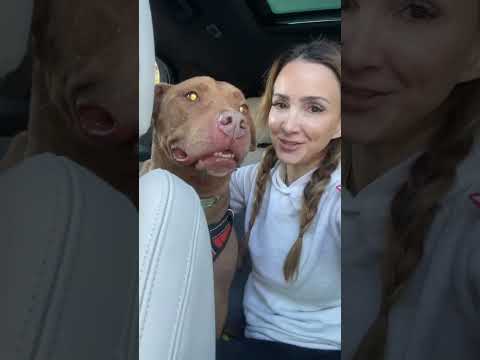 Rescue Pittie Thinks He's a Tiny Dog | The Dodo