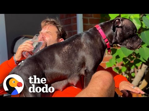 Guy Carries Exhausted Mama Dog To Bed Every Night | The Dodo