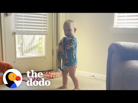 This Lady Adopted A Kitten For Her Toddler | The Dodo