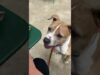 Dog loves shake shack!? | the dodo