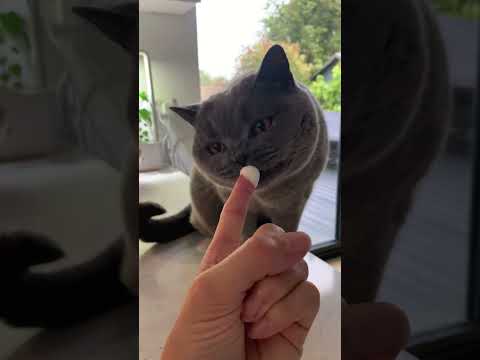 He's Gotta Have His Cat-uccinos ☕️ | The Dodo
