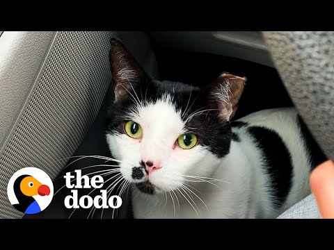 Stray Cat Chooses His New Mom And Now Copies Everything His New Brother Does | The Dodo