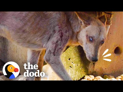 Mangey Blue-Eyed Dog Dumped On The Street | The Dodo