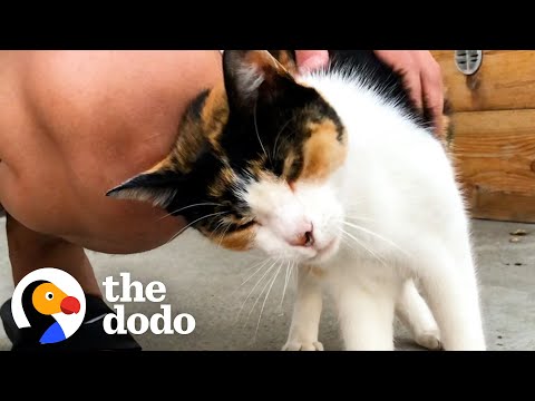Street Cat Is So Determined To Get Inside This Woman’s Home | The Dodo