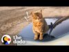 Stray cat decides to work at a car shop and greet every customer | the dodo