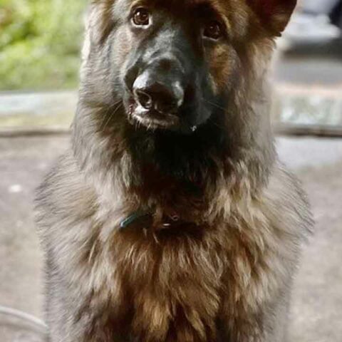 Family pets unaccounted for after fire at holmdel home - photo licensed by shore news network.