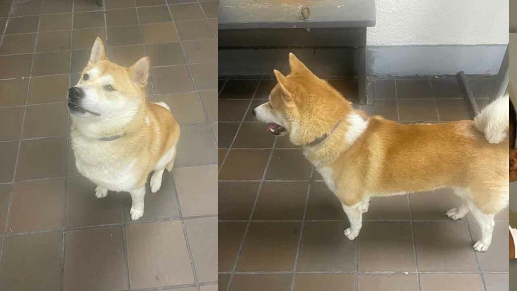 Owners of missing dog sought in Newark
