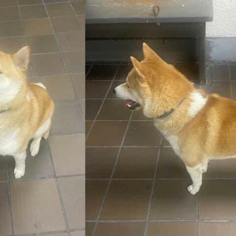 Owners of missing dog sought in newark - photo licensed by shore news network.