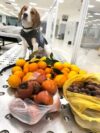Philadelphia cbp beagle brigade alerts to 23 pounds of italian fruit in tampa-bound passenger baggage