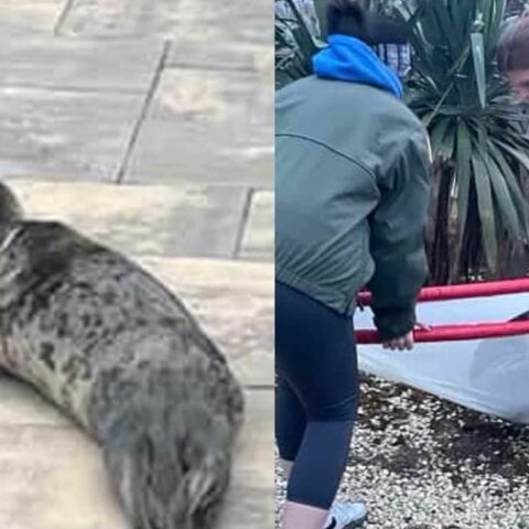 Seal pup caught jaywalking on route 35 in brick township - photo licensed by shore news network.