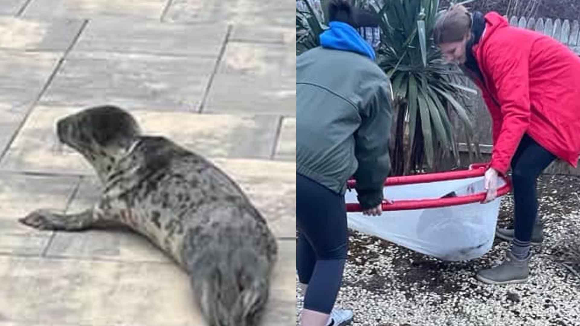 Seal pup caught jaywalking on Route 35 in Brick Township